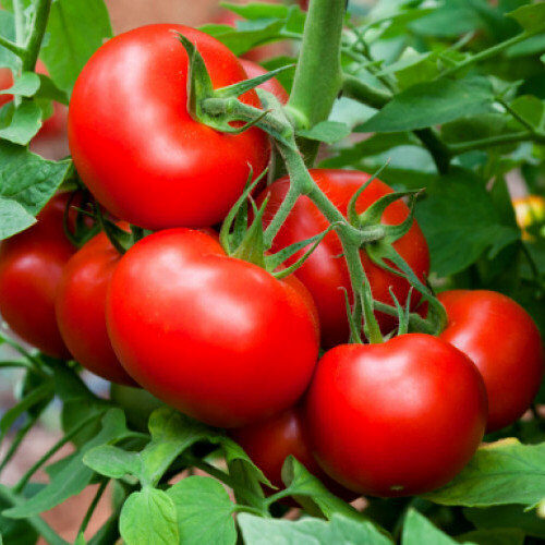 Tomāti POLBIG F1 60 gab Bejo Zaden